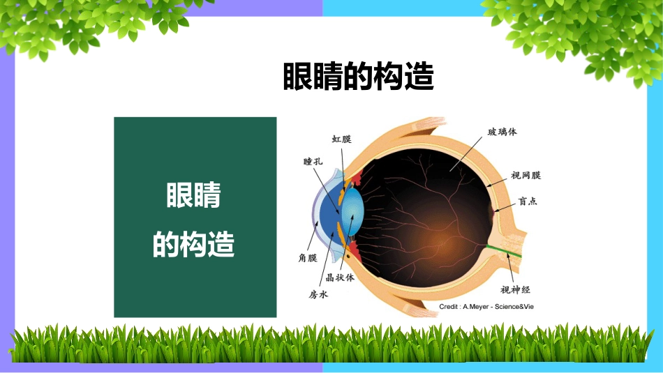 《世界爱眼日》主题班会PPT课件_第4页
