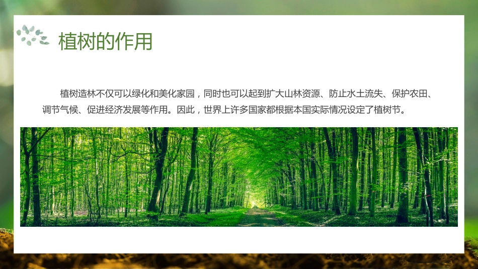 第五周《春风吹过,正‘植’有我》主题班会PPT_第8页