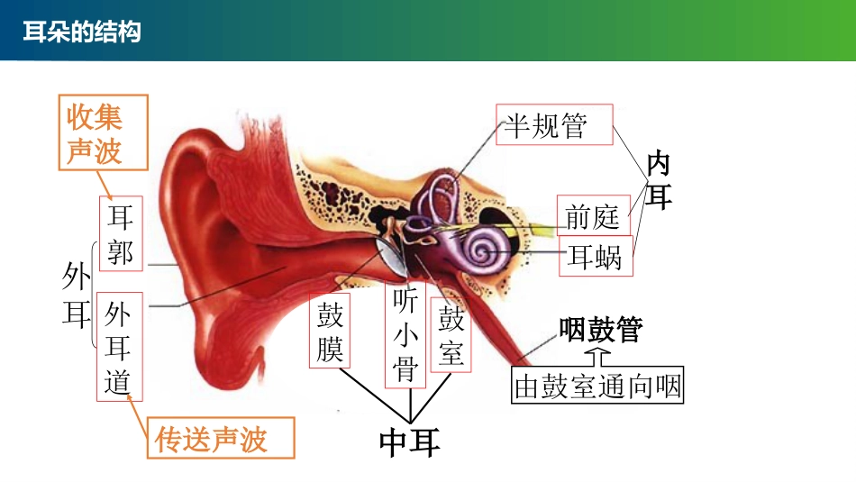 第四周《爱耳日》PPT课件_第10页