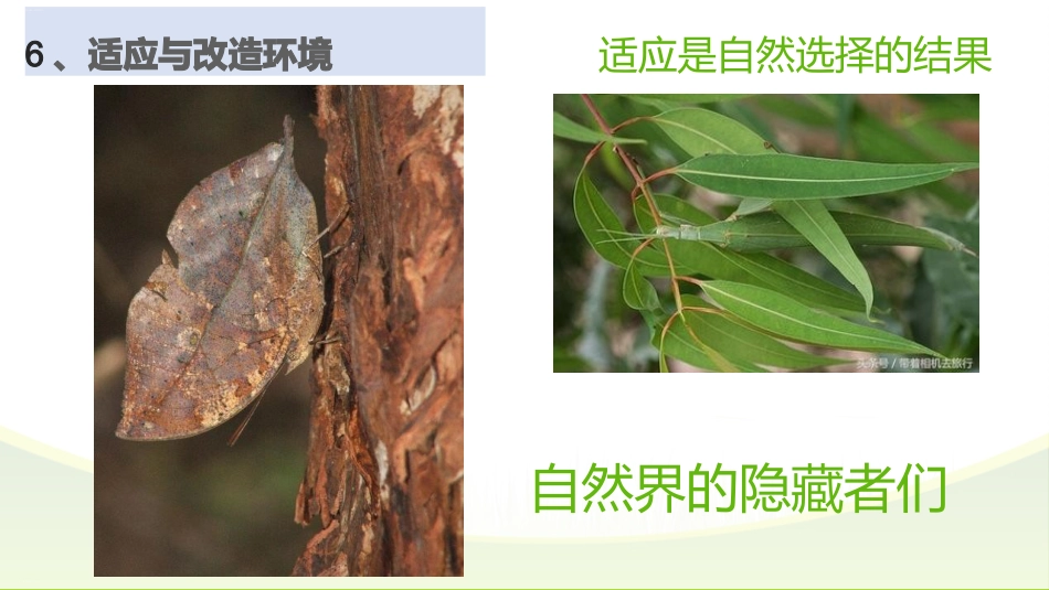【高一】【生物】2025【秋】上学期开学第一课:探究生物奥秘_第10页