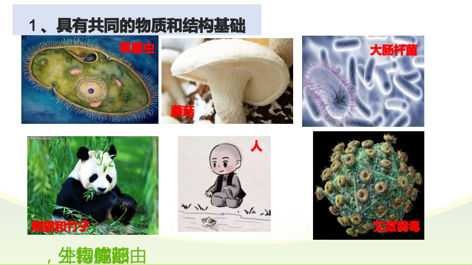 【高一】【生物】2025【秋】上学期开学第一课:探究生物奥秘_第5页