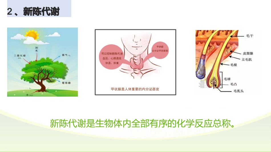 【高一】【生物】2025【秋】上学期开学第一课:探究生物奥秘_第6页