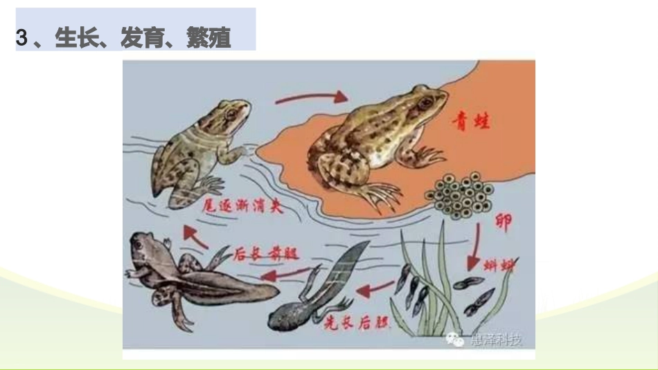 【高一】【生物】2025【秋】上学期开学第一课:探究生物奥秘_第7页