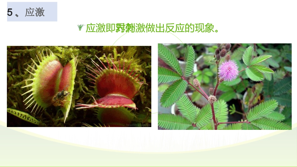 【高一】【生物】2025【秋】上学期开学第一课:探究生物奥秘_第9页
