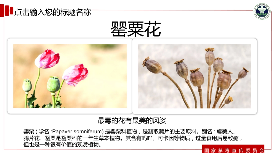 【通用】春季学期安全教育班会:禁毒宣传安全教育PPT2_第6页