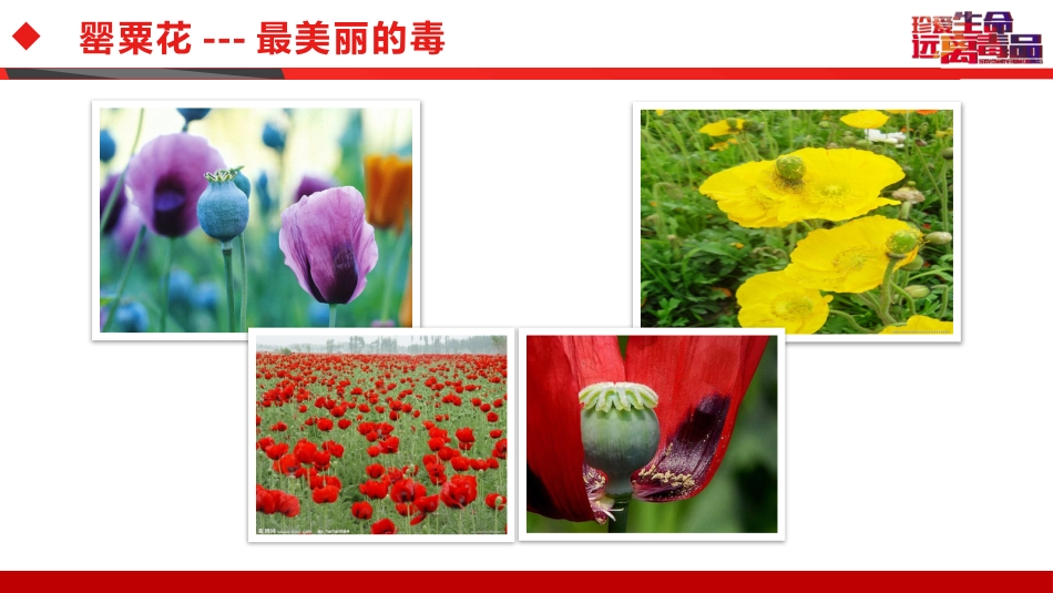 相互热爱,共享生命:禁毒防艾主题班会_第6页