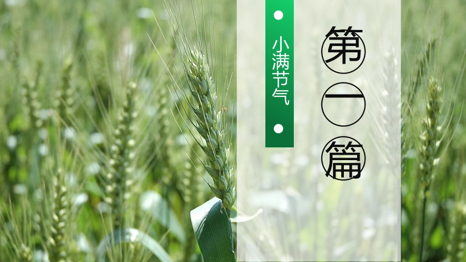 【通用】【传统节日】主题班会:二十四节气小满_第3页