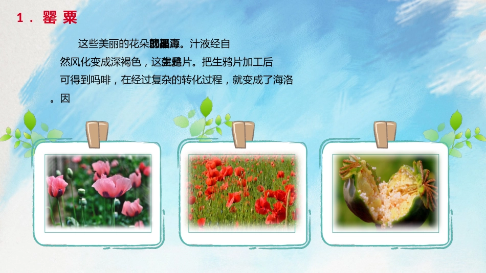 【通用】【禁毒教育】主题班会:国际禁毒日&禁毒教育2_第6页
