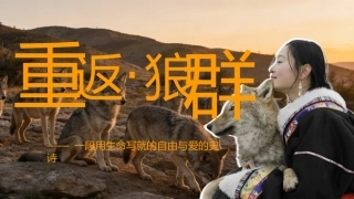 教师读书分享：重返狼群